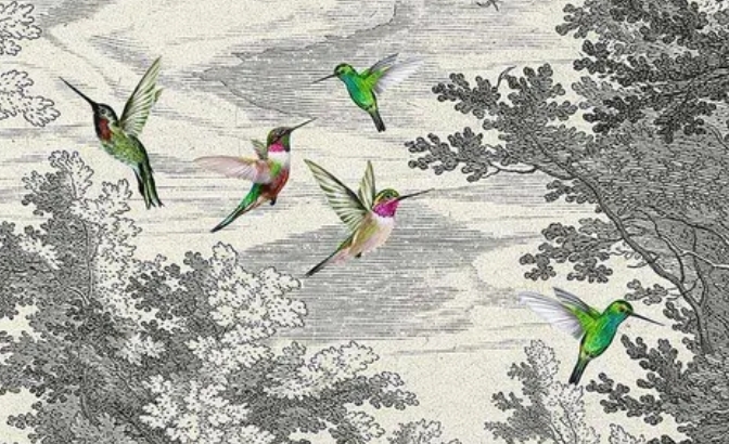 Colibri
